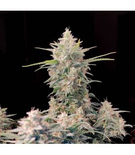 Original Skunk Auto (FastBuds)