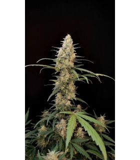 Original Auto Critical by FastBuds @sporadiko.gr