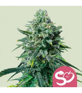 Forbidden Fruit by Royal Queen Seeds @sporadiko.gr