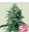Forbidden Fruit (Royal Queen Seeds)