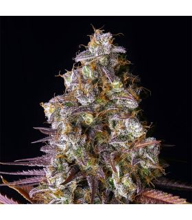σπόροι κάνναβης Gorilla Cookies απο το σποράδικο.gr