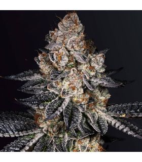 Tropicana Cookies απο το σποράδικο.gr