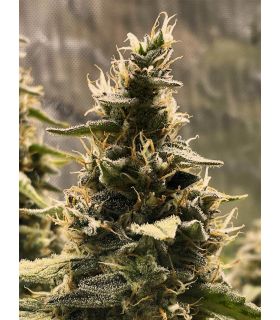 σπόροι κάνναβης Gorilla Cookies αυτόματης άνθισης απο το σποράδικο.gr