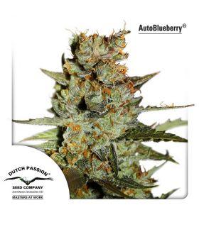 AutoBlueberry