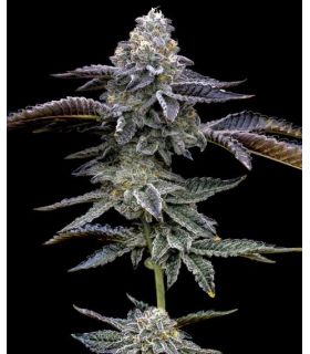 Apple Fritter by Barney's Farm @sporadiko.gr
