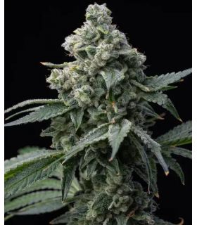 Bruce Banner by Barney's Farm @sporadiko.gr