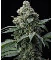 Bruce Banner (Barney's Farm)