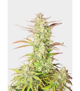 Z-Up Auto by FastBuds @sporadiko.gr