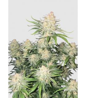 Frostbanger Auto by Fastbuds @σποράδικο.gr