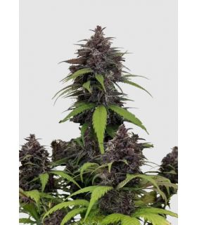 Purple Haze Auto by FastBuds @sporadiko.gr