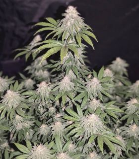 Lemonpaya by FastBuds @sporadiko.gr