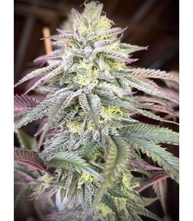 Papaya Sherbet - FastBuds @sporadiko.gr