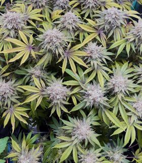 Lemon Mandarin - FastBuds @sporadiko.gr