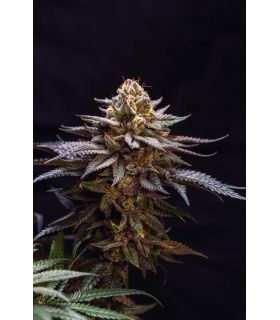 Gorilla Melon by FastBuds @sporadiko.gr