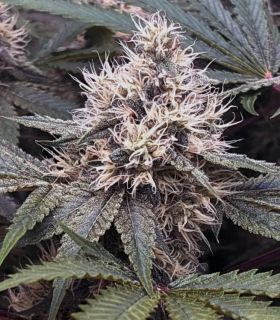 Rainbow Melon - FastBuds @sporadiko.gr