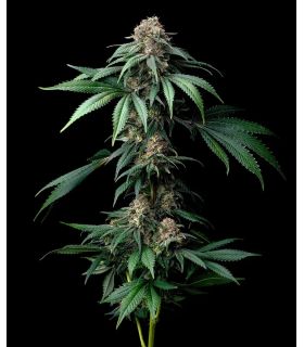 Mendo Breath by Barney's Farm @sporadiko.gr