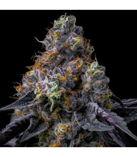 Rainbow Sherbet by Barney's Farm @σποράδικο