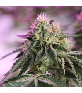 RS11 x Banana OG @σποράδικο.gr