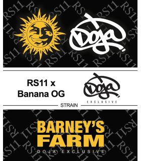 RS11 x Banana OG @σποράδικο.gr - Barney's Farm x Doja premium collection
