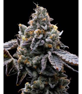 GMO Cookies by Barney's Farm @sporadiko.gr