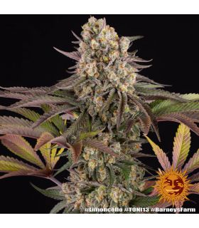 Limoncello (Barney's Farm)