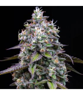 Zoap by Barney's Farm @sporadiko.gr