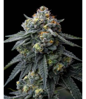 Jealousy by Barney's Farm @sporadiko.gr