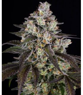Trainwreck by Barney's Farm @sporadiko.gr