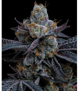 White Runtz by Barney's Farm @sporadiko.gr