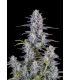 σπόροι κάνναβης Super Boof Auto - FastBuds @σποράδικο