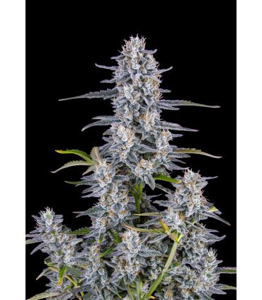 σπόροι κάνναβης Super Boof Auto - FastBuds @σποράδικο