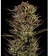 σπόροι κάνναβης Thin Mint x Sour Pinot Auto απο Barney's Farm @sporadiko.gr