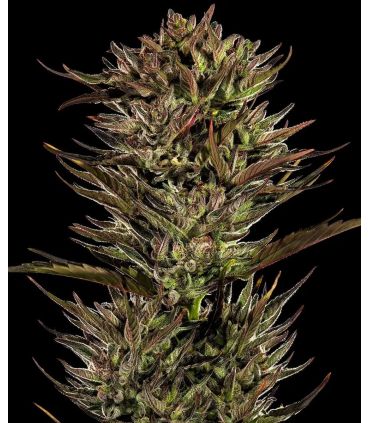 σπόροι κάνναβης Thin Mint x Sour Pinot Auto απο Barney's Farm @sporadiko.gr