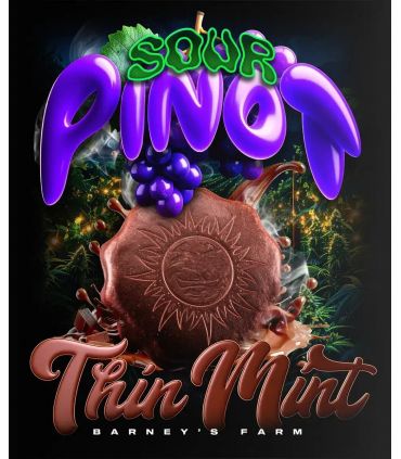Thin Mint x Sour Pinot Auto (Barney's Farm)