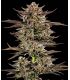 Σπόροι κάνναβης Frosted Zinn x 3 Bears OG Auto απο Barney's Farm στο σποράδικο.gr