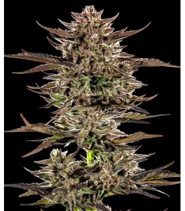 Σπόροι κάνναβης Frosted Zinn x 3 Bears OG Auto απο Barney's Farm στο σποράδικο.gr