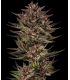 Cannabis seeds Frosted Zinn x Cookie Dog Auto by Barney's Farm @sporadiko.gr