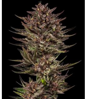Cannabis seeds Frosted Zinn x Cookie Dog Auto by Barney's Farm @sporadiko.gr