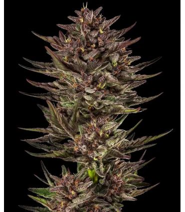Cannabis seeds Frosted Zinn x Cookie Dog Auto by Barney's Farm @sporadiko.gr