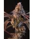 Lemon Cherry Runtz by FastBuds @sporadiko.gr