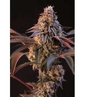 Lemon Cherry Runtz by FastBuds @sporadiko.gr