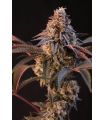 Lemon Cherry Runtz (FastBuds)