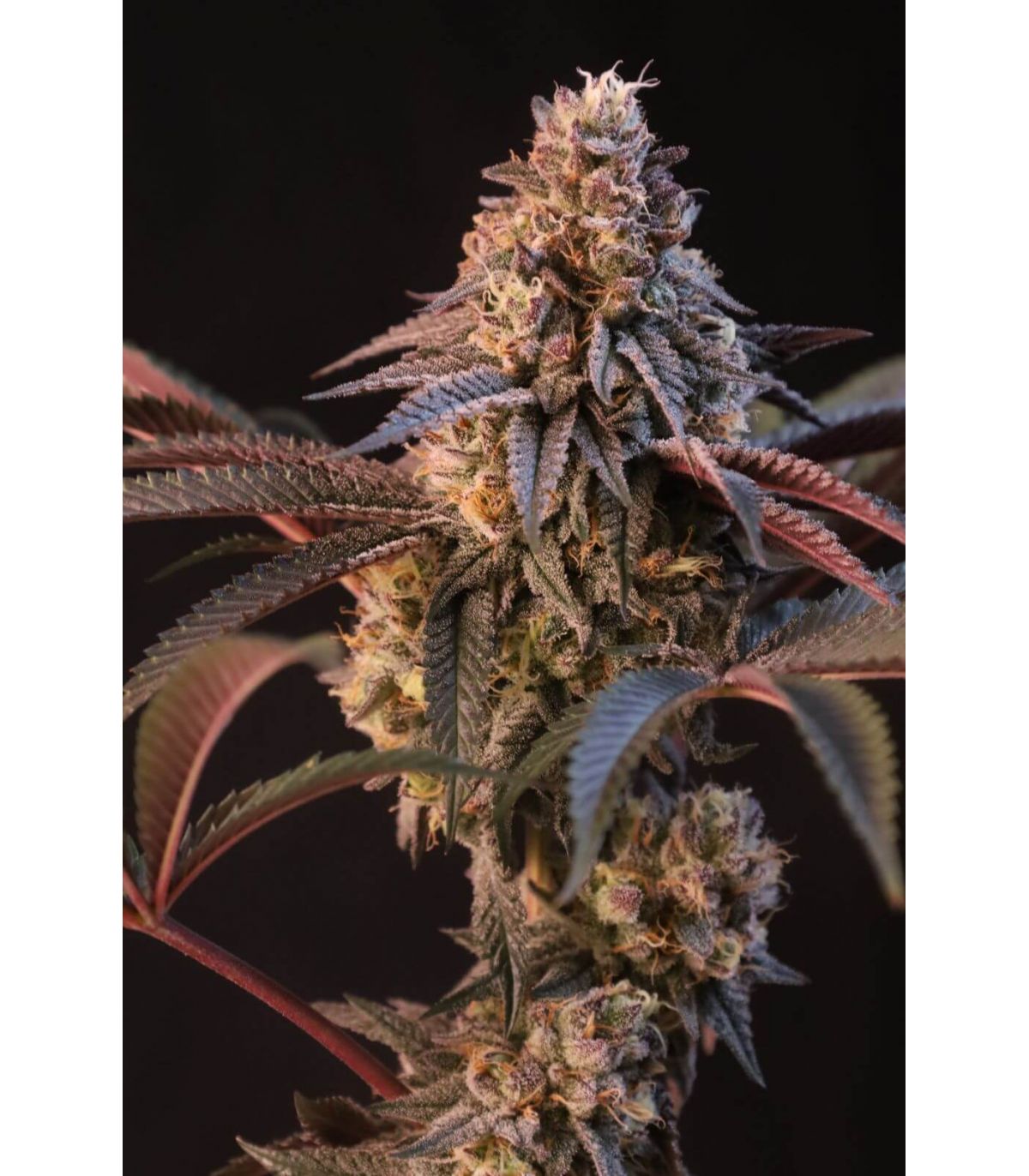 Lemon Cherry Runtz by FastBuds @sporadiko.gr