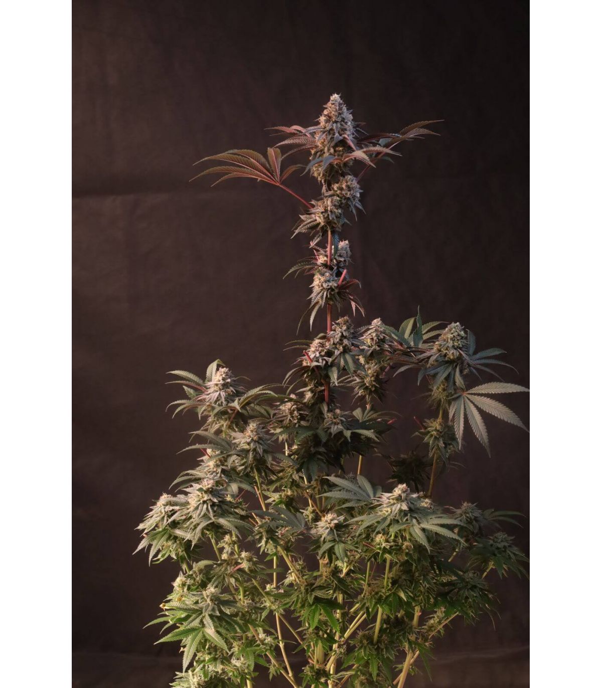 Lemon Cherry Runtz (FastBuds)