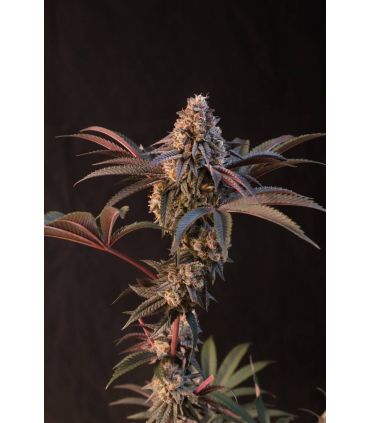Lemon Cherry Runtz (FastBuds)