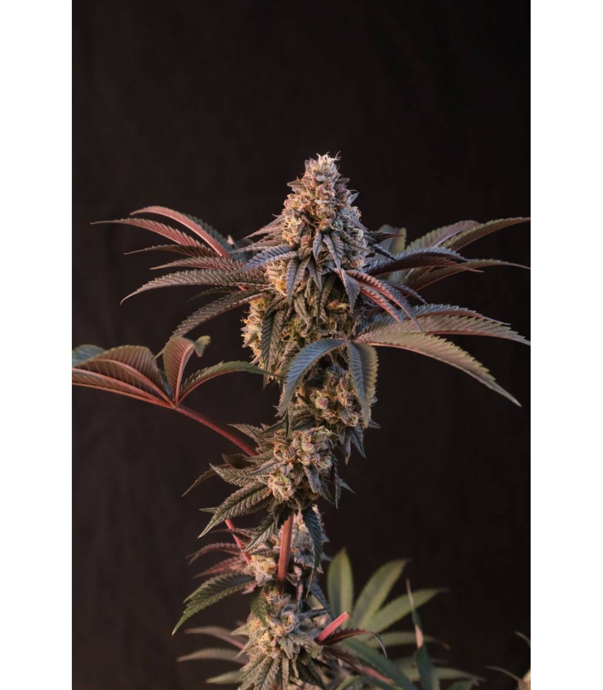 Lemon Cherry Runtz (FastBuds)