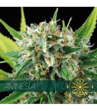 Amnesia (Vision Seeds)