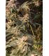 Lemon Cherry Runtz (FastBuds)