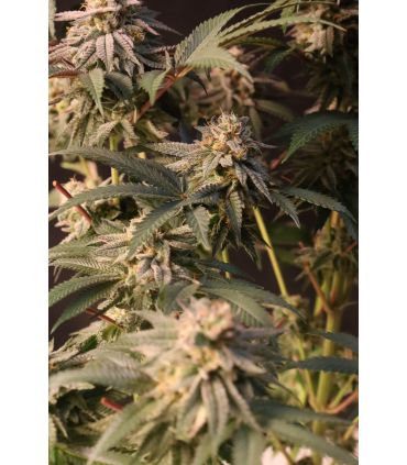 Lemon Cherry Runtz (FastBuds)