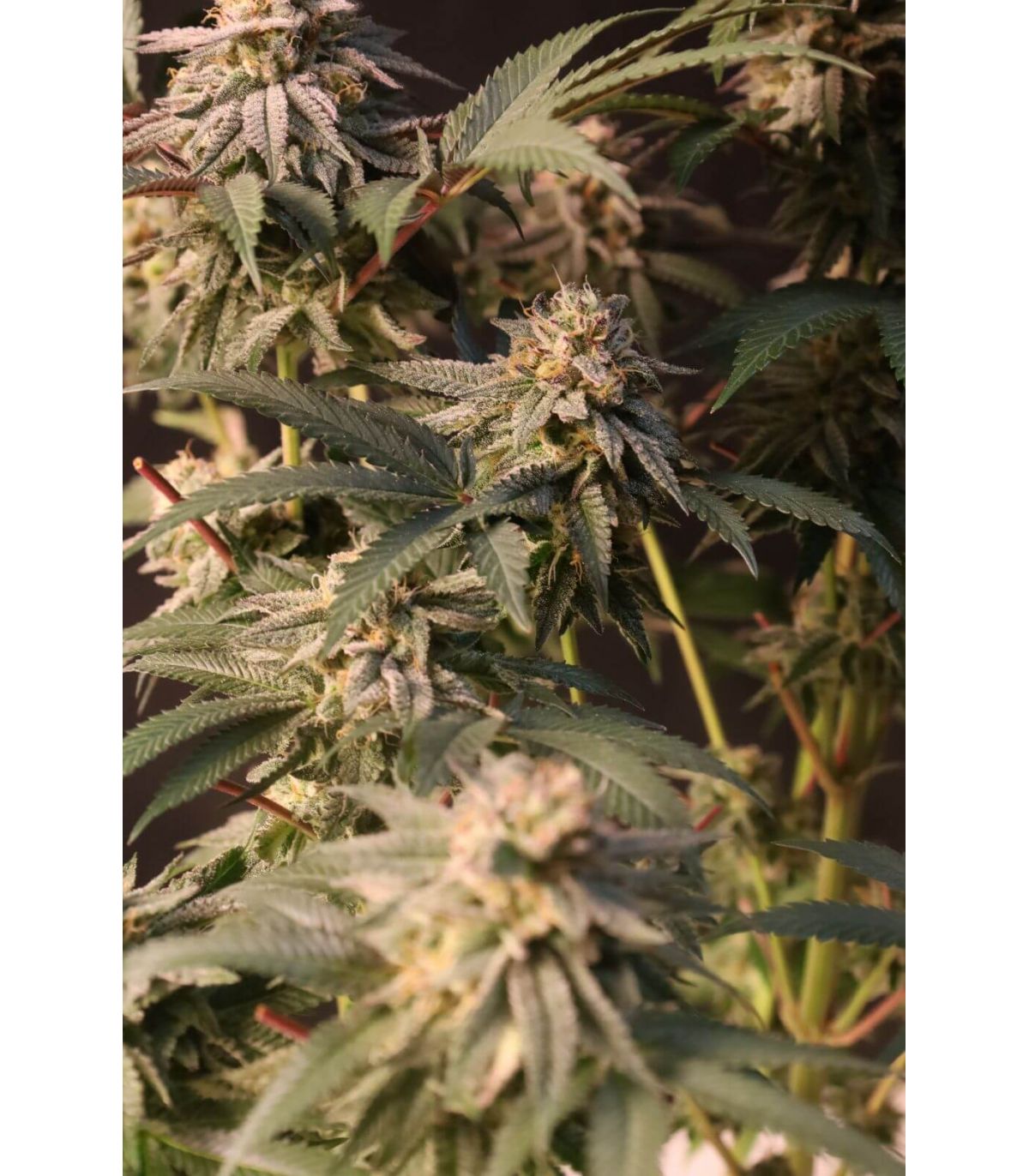 Lemon Cherry Runtz (FastBuds)